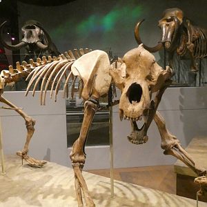 Cave Bear, Mammals of the Ice Age, Evolving Planet - Feb. 2022