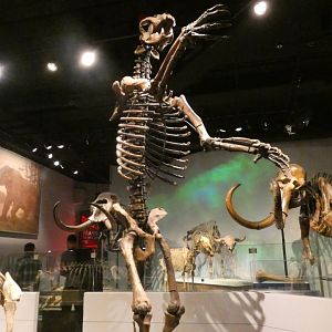 Short-Faced Bear, Mammals of the Ice Age, Evolving Planet - Feb. 2022