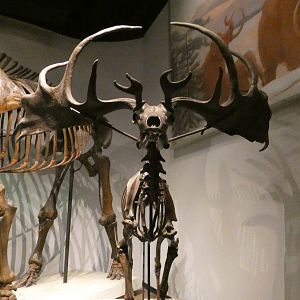 Irish Deer, Mammals of the Ice Age, Evolving Planet - Feb. 2022