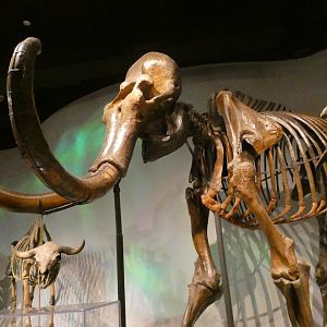Wolly Mammoth, Mammals of the Ice Age, Evolving Planet - Feb. 2022