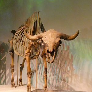 Prehistoric Bison, Mammals of the Ice Age, Evolving Planet - Feb. 2022