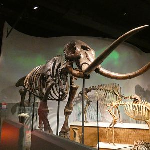 Mastodon, Mammals of the Ice Age, Evolving Planet - Feb. 2022