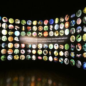 Final Wall of Murals and Quote, Evolving Planet - Feb. 2022