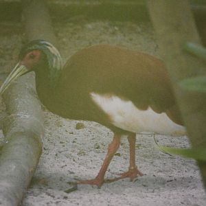 Madagascan Crested Ibis (Lophotibis cristata)