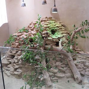 Africa house - Gundi enclosure