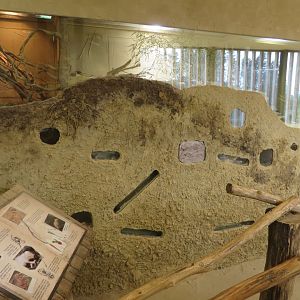 Africa house - Naked mole rats