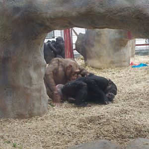 Afternoon 25/2/2022- Chimpanzee Lookout day quarters