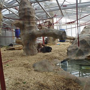 Afternoon 25/2/2022-Chimpanzee Lookout day quarters at Colchester Zoo