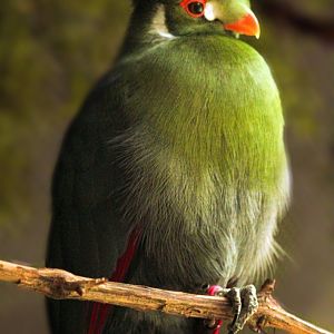Feb. 2022 - The Swamp - White-cheeked Turaco