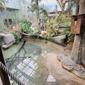 Feb. 2022 - The Swamp - Orinoco Crocodile Exhibit