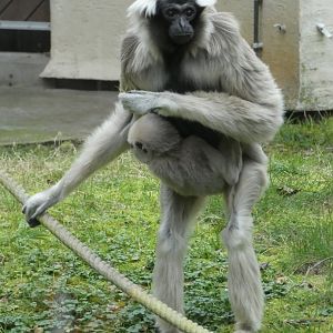 Pileated gibbon female