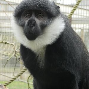 L'Hoest's monkey female