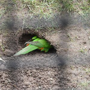 Rainbow lorikeet burrowing