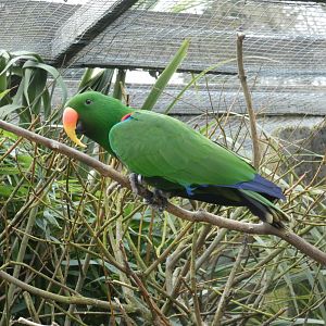 Eclectus parrot