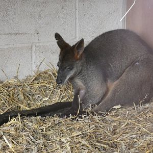 Swamp wallaby
