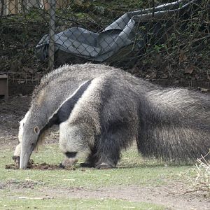 Giant anteater digging