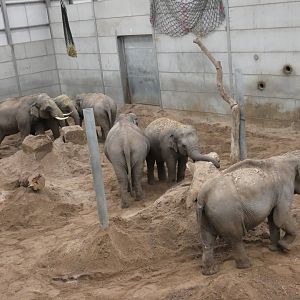 Asian elephant herd