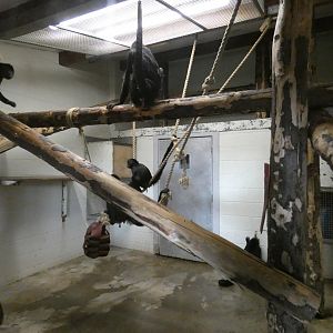 Columbian black spider monkey at the lake