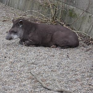 Brazilian tapir