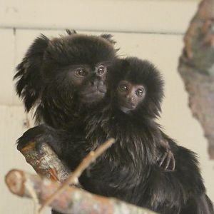Goeldi's monkey