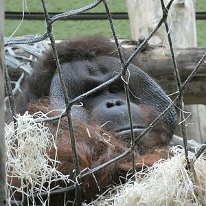 Bornean orang-utan male 'Ramon'