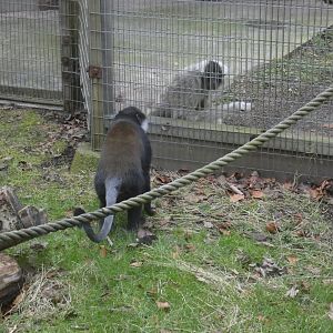 L'Hoest's monkey and Pileated gibbon