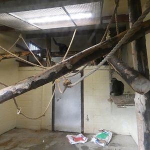 Pileated gibbon indoor enclosure by the lake