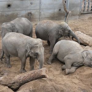 Ex-Twycross Elephants