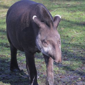 South American tapir (Tapirus terrestris)