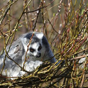 Ring-tailed lemur (Lemur catta)
