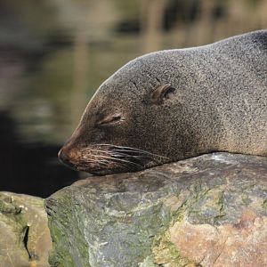 South American fur seal (Arctocephalus australis)