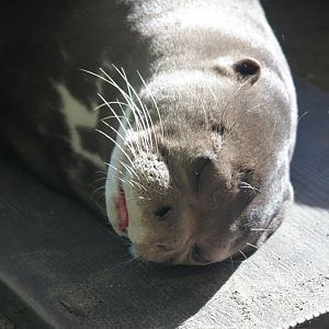 Giant otter (Pteronura brasiliensis)
