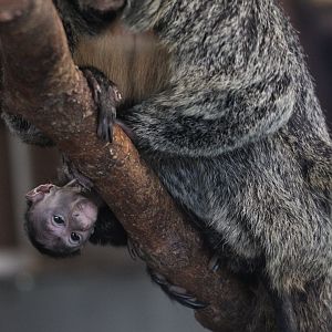 (Young) White-faced saki (Pithecia pithecia)