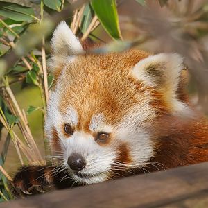 Red Panda