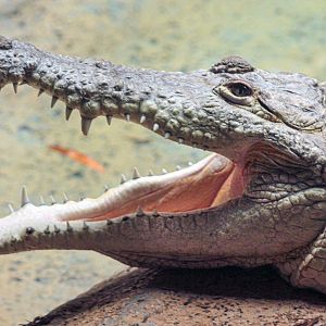Feb. 2022 - The Swamp - Orinoco Crocodile