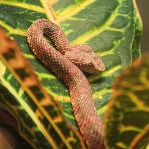 Feb. 2022 - The Swamp - Eyelash Viper