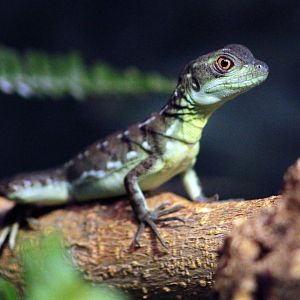 Feb. 2022 - The Swamp - Green Basilisk (juvenile)