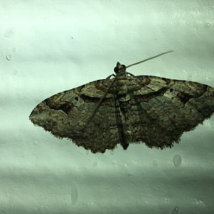 Bent-Line Carpet Moth (Costaconvexa centrostrigaria)