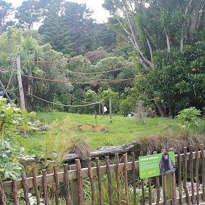 Spider Monkey enclosure