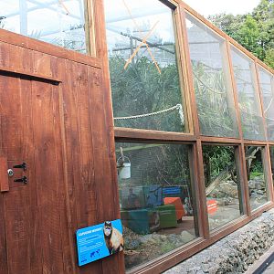 Capuchin and Squirrel Monkey enclosures