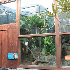 Capuchin Monkey enclosure