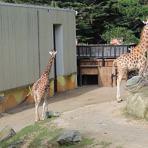 Giraffes