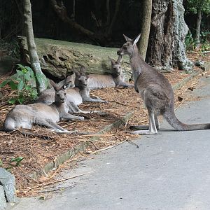 Eastern Grey Kangaroos