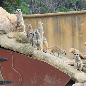Meerkats
