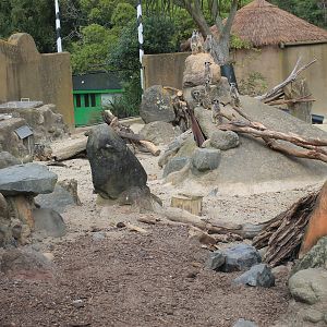 Meerkat enclosure