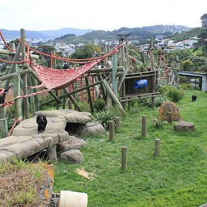 Chimpanzee enclosure