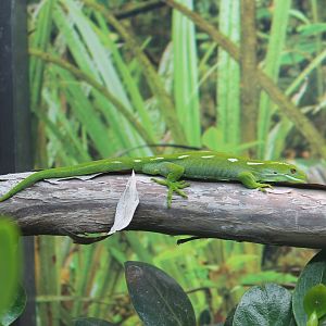 Wellington Green Gecko (Naultinus punctatus)
