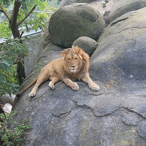 African Lion