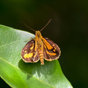 Wide-brand Grass-Dart (Suniana sunias)