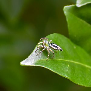 Sea-green Jumping Spider (Cosmophasis thalassina)